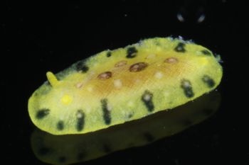 Media type: image;   Malacology 393878 Description: live specimen;